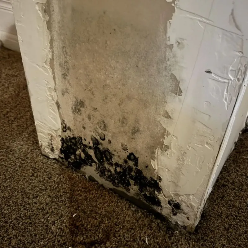 Professional Mold Removal in Johnstown, PA